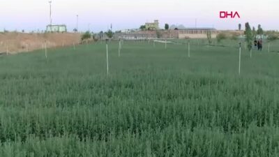Mardin Valisi Tuncay Akkoyun, 'Meralarımıza