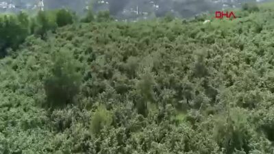 Trabzon'da fındık zararlısı kahverengi kokarcaya