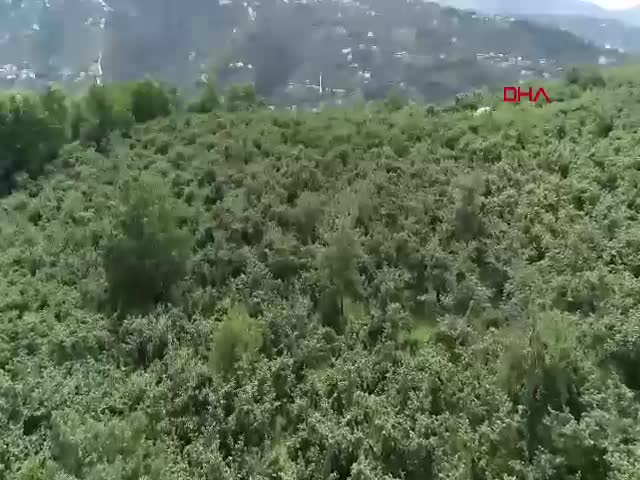Trabzon'da fındık zararlısı kahverengi