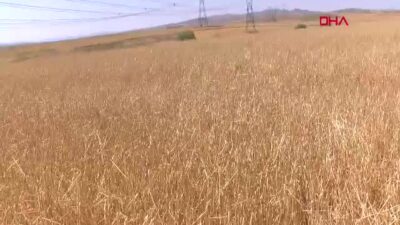 Türkiye Ziraat Odaları Birliği (TZOB)