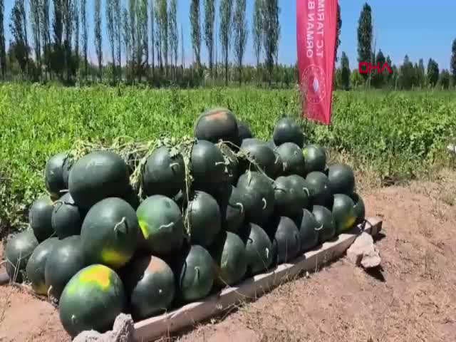 Iğdır'da 7 bin dekar