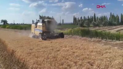 Aksaray’da bu yılın ilk arpa