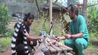 Antalya Büyükşehir Belediyesi Doğal Yaşam