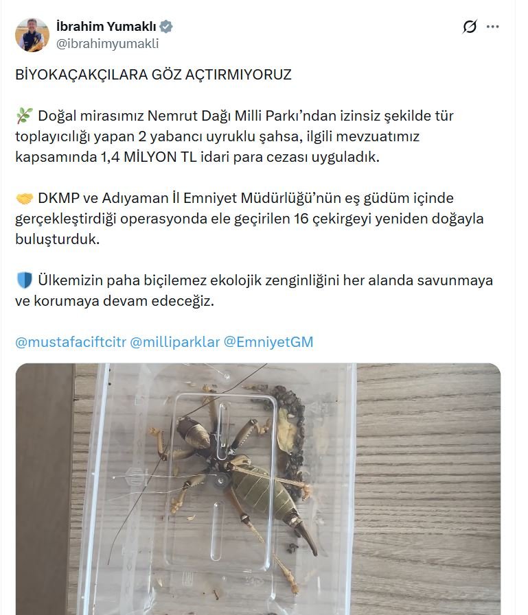 Nemrut Dağı'ndan izinsiz çekirge toplayan