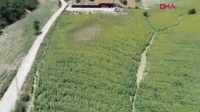 Adana'da ayçiçeği üretimi yüzde 23