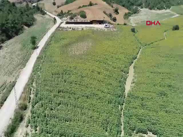 Adana'da ayçiçeği üretimi yüzde