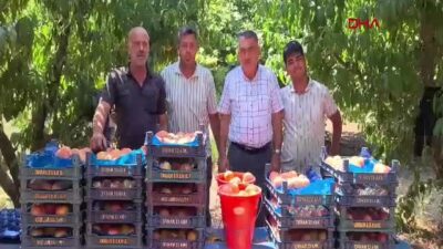 Bursa şeftalisinde hasat başladı. Üretici,