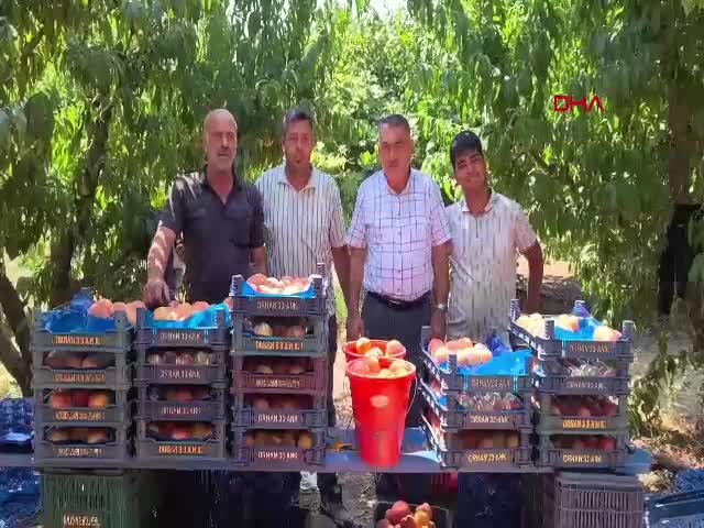 Bursa şeftalisinde hasat başladı.