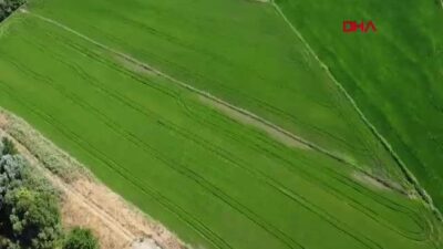 Edirne'de kuraklık sonrası çeltik ekim