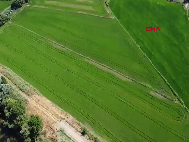 Edirne'de kuraklık sonrası çeltik