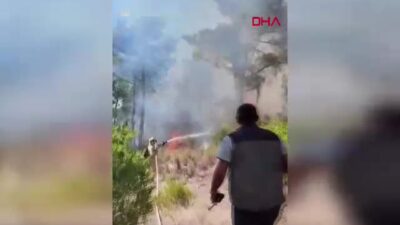 Orman Genel Müdürlüğü, Adana'nın Feke