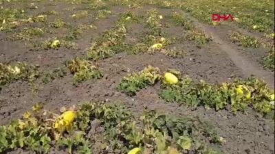 Tekirdağ'ın Çorlu ilçesinde coğrafi işaret