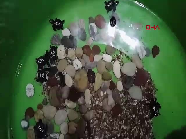 Antalya'da nesli tehlike altındaki