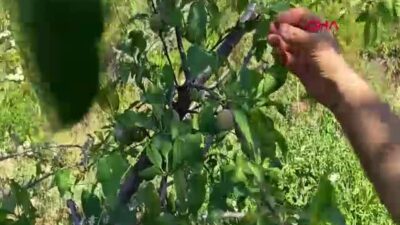 Manisa'nın Demirci ilçesinde 138 yıllık