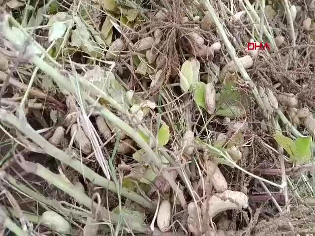 Edirne Meriç'te düzenlenen Alibeyköy